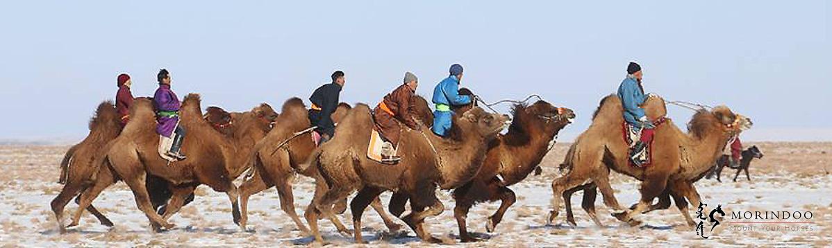 Winter Camel Festival Ride